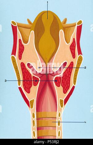 Respiratory system. Schematic drawing of the front section of the larynx. 1. Epiglottis 2. Vocal folds above 3. Vocal folds below 4. Trachea. Drawing. Color. Stock Photo