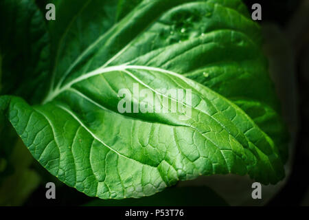 Napa cabbage leaf