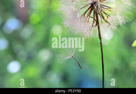 Macro Dew drops on a dandelion seed Stock Photo