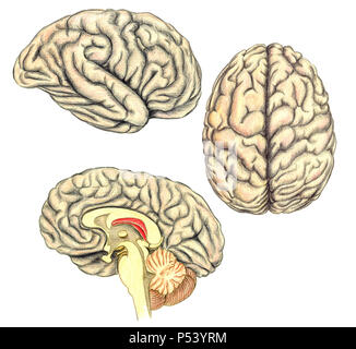 Human brain side view, view from above and viewed through a mid-line incision showing the white matter of the corpus callosum, medical illustration Stock Photo