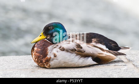 Close-up of male mallard duck in profile. Anas platyrhynchos. Beautiful portrait of one plumed drake on stone bank of a river. Cute colored water bird. Stock Photo