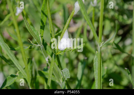 Cuckoo spit on a plant stem, caused by froghopper nymphs (Philaenus spumarius) Stock Photo