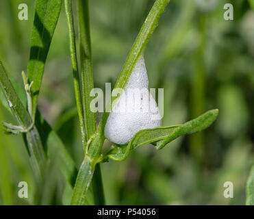 Cuckoo spit on a plant stem, caused by froghopper nymphs (Philaenus spumarius) Stock Photo