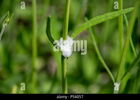 Cuckoo spit on a plant stem, caused by froghopper nymphs (Philaenus spumarius) Stock Photo