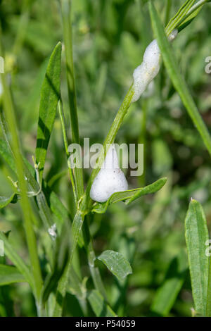 Cuckoo spit on a plant stem, caused by froghopper nymphs (Philaenus spumarius) Stock Photo