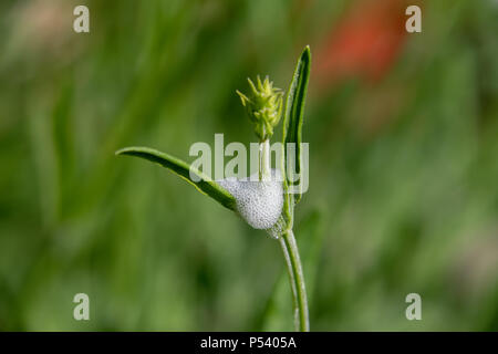 Cuckoo spit on a plant stem, caused by froghopper nymphs (Philaenus spumarius) Stock Photo