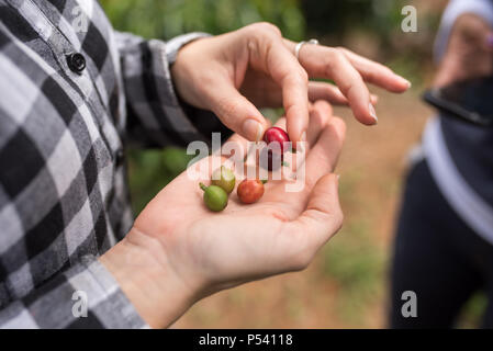 Different stages of coffee berries in hands (red, green, orange, yellow, purple) Stock Photo
