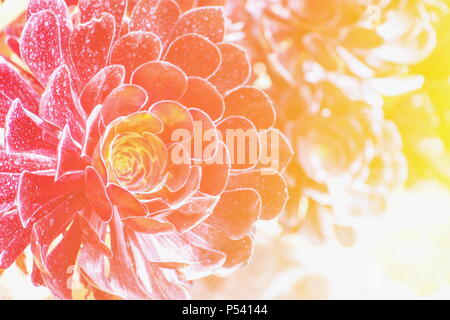 Close up image of an aeonium arboreum succulent plant with an orange, red, yellow overlay
