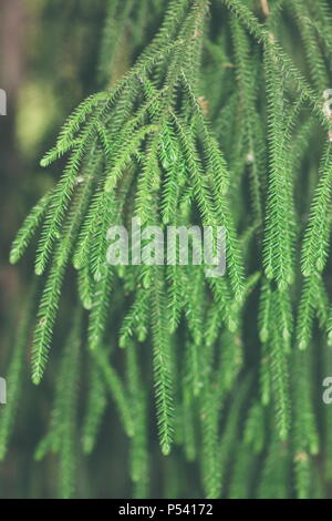Close up image of the distinctive hanging leaves of a New Zealand Rimu Tree Dacrydium cupressinum Stock Photo
