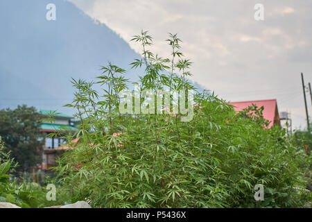 A large cannabis sativa bush growing wild in a small village up in the Himalayan mountains, on a shaded summer afternoon. Stock Photo