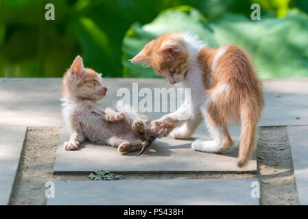 Twl cute ginger kittens playing in a garden Stock Photo