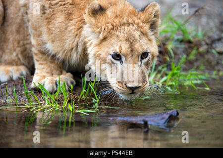 Close young lion cub drink water Stock Photo