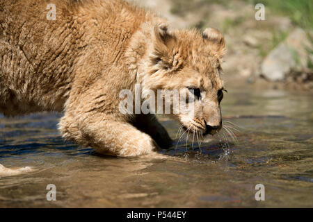 Close young lion cub drink water Stock Photo