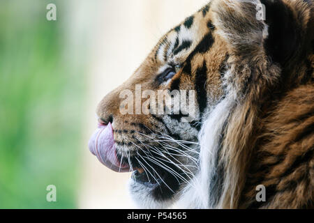 Close up profile portrait of a male Sumatran Tiger, Jae Jae Stock Photo
