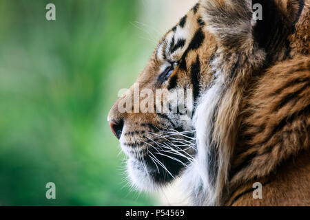 Close up profile portrait of a male Sumatran Tiger, Jae Jae Stock Photo