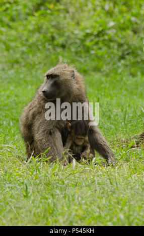 Mother and young baby child baboon, mother staring out to the side and baby looking down playing, Lake Nakuru National Park, Nakuru, Kenya, Africa Stock Photo