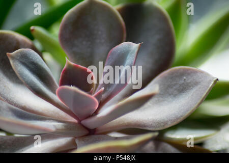 A macro shot of a beautiful purple succulent on sunny day Stock Photo