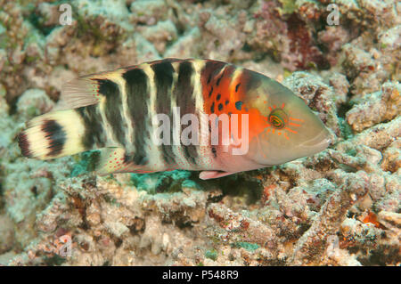 Red-breasted wrasse ( Cheilinus fasciatus )swimming over corals of Bali , Indonesia Stock Photo