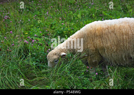 sheep grazing  Louisbourg Historic location Cape Breton Nova Scotia Stock Photo