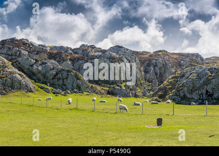 Ewes grazing in a paddock below Cnoc Druidean on the Hebridean island of Iona, Argyll and Bute, Scotland, UK Stock Photo