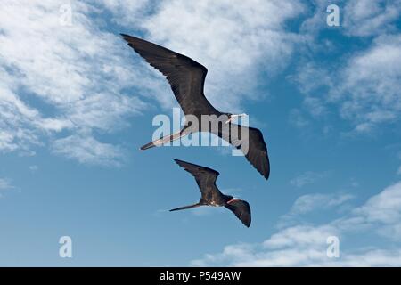 frigate birds Stock Photo