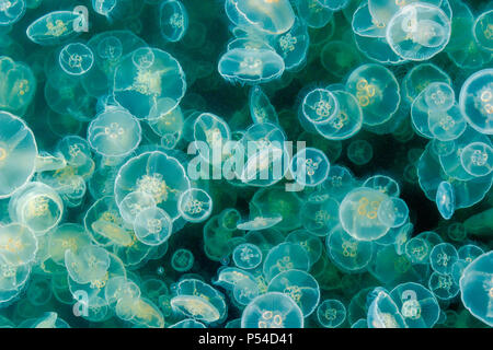 A dense bloom of moon jellies (common jellyfish, saucer jelly) floats among the plankton in a coastal inlet in late spring (British Columbia).