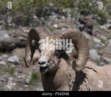Close up of the head and chest of a Bighorn sheep with its mouth open. Photographed in Wyoming. Shallow depth of field. Stock Photo