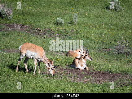 Three male pronghorn antelope bucks in a meadow with grass and dandelions. Two are resting and the third is grazing. Photographed in Yellowstone Natio Stock Photo