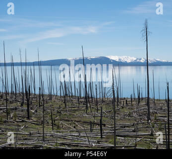 A calm Yellowstone Lake with snow capped mountains in the background and standing dead trees from a forest fire in the foreground. Stock Photo