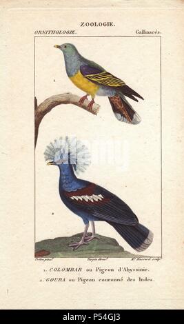 Bruce's green pigeon, Treron waalia, and crowned pigeon, Goura cristata (vulnerable). Handcoloured stipple engraving by Madame Massard from an illustration by Jean-Gabriel Pretre directed by Turpin from Jussieu's 'Dictionnaire des Sciences Naturelles,' Paris, Levrault, 1816-1830. The ornithological section was edited by Charles Sainte-Croix. Pretre (17801845) was painter of natural history at Empress Josephine's zoo and later became artist to the Museum of Natural History. Stock Photo