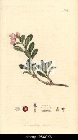 Red-trailing bearberry, Arctostaphylos uva-ursi. Handcoloured copperplate engraving from a drawing by James Sowerby for Smith's 'English Botany,' London, 1800. Sowerby was a tireless illustrator of natural history books and illustrated books on botany, mycology, conchology and geology.