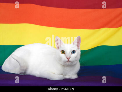 White short haired cat with heterochromia, odd-eyed, one blue one yellow looking at viewer laying on a Gay Pride flag with flag in background.