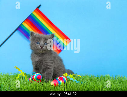 Cute rainbow baby cat kitten walking en looking up isolated on a white