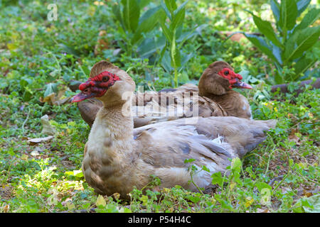 Two The Muscovy Ducks (Cairina moschata) resting in green foliage. The domestic breed, Cairina moschata domestica, is commonly known in Spanish as the Stock Photo
