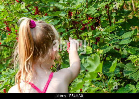 Little girl picking ripe berries of redcurrants in the garden. Stock Photo