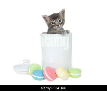Small grey and cream colored tabby kitten peaking out of a white porcelain cookie jar paws on side of jar looking at viewer. Macaron cookies in front  Stock Photo