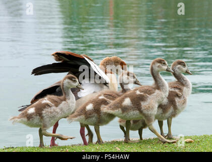 One adult Egyptian Goose with baby geese walking on green grass next to a calm lake. Egyptian geese were considered sacred by the Ancient Egyptians, a Stock Photo