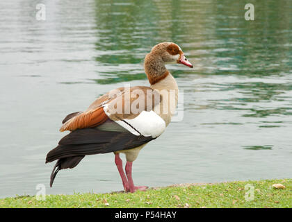 One adult Egyptian Goose standing on green grass next to a calm lake. Egyptian geese were considered sacred by the Ancient Egyptians, and appeared in  Stock Photo