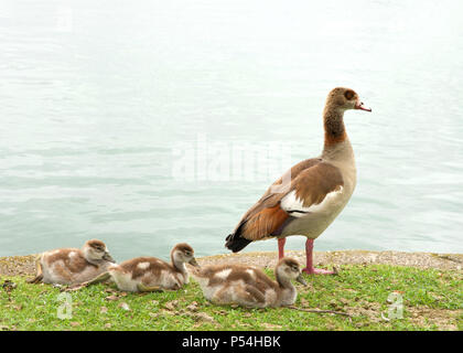 One adult Egyptian Goose with baby geese resting on green grass next to a calm lake. Egyptian geese were considered sacred by the Ancient Egyptians, a Stock Photo