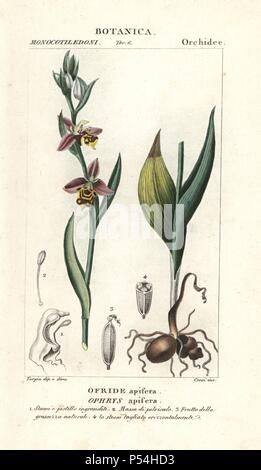 Bee orchid, Ophrys apifera. Handcoloured copperplate stipple engraving from Jussieu's 'Dictionary of Natural Science,' Florence, Italy, 1837. Engraved by Corsi, drawn by Pierre Jean-Francois Turpin, and published by Batelli e Figli. Turpin (1775-1840) is considered one of the greatest French botanical illustrators of the 19th century. Stock Photo
