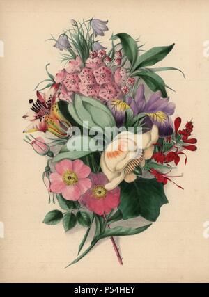 Bouquet of wild flowers. Yellow tulip tree, pink wild roses, crimson cardinal flower, blue harebells, wood lily, etc.. Illustration by Clarissa Badger, nee Munger, from 'Wild Flowers, Drawn and Colored from Nature,' New York, 1859. Clarissa Munger (1806-1889) was born into an artistic family in East Guilford, Connecticut. Her father George was an engraver and miniaturist, and her sister Caroline painted portraits. Clarissa married the Rev. Milton Badger in 1828, and in 1848 published 'Forget Me Not' with original watercolors, believed to be the prototype 'Wild Flowers' (1859) with 22 lithograp Stock Photo