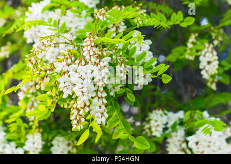 Robinia pseudoacacia, commonly known in its native territory as black locust Stock Photo