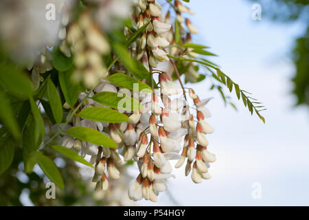 Flowers of robinia pseudoacacia, commonly known in its native territory as black locust over blue sky background Stock Photo