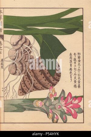 Pink inflorescence and brown rhizome of round turmeric, Curcuma rotunda (Zingiberacea), used in Chinese medicine and Indian Ayurveda.. Colour-printed woodblock engraving by Kan'en Iwasaki from 'Honzo Zufu,' an Illustrated Guide to Medicinal Plants, 1884. Iwasaki (1786-1842) was a Japanese botanist, entomologist and zoologist. He was one of the first Japanese botanists to incorporate western knowledge into his studies. Stock Photo