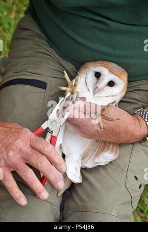 Barn owl ringing with Bucks Owl and Raptor Group, Buckinghamshire, UK Stock Photo