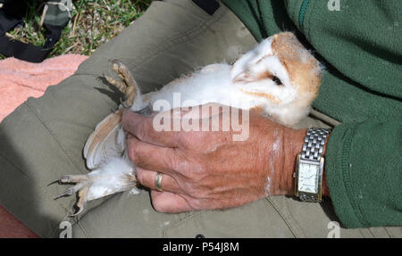 Barn owl ringing with Bucks Owl and Raptor Group, Buckinghamshire, UK Stock Photo