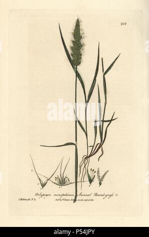 Annual beard grass, Polypogon monspeliensis. Handcoloured copperplate drawn and engraved by Charles Mathews from William Baxter's 'British Phaenogamous Botany' 1836. Scotsman William Baxter (1788-1871) was the curator of the Oxford Botanic Garden from 1813 to 1854. Stock Photo