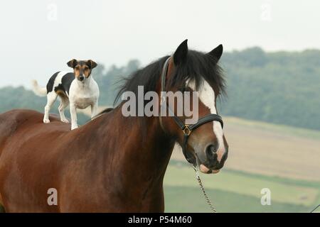 Jack Russell Terrier and horse Stock Photo