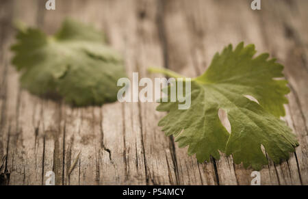 Fresh coriander leaves on wooden surface