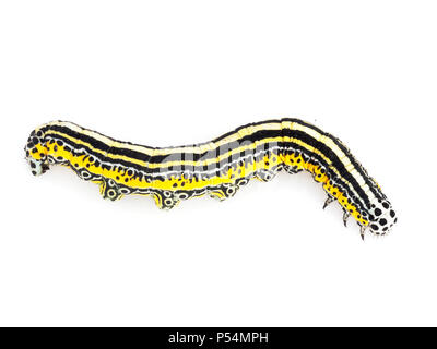 Black, yellow and white striped larva of Apopestes spectrum moth.. White background. Stock Photo